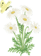 White Flower